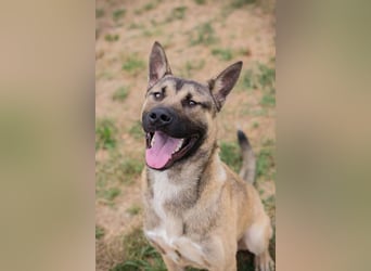 Ninjo: Fröhlicher Jungspund sucht Familie