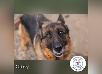 Gibsy – sucht Zuhause und  jemanden, der mit ihr um die Wette läuft