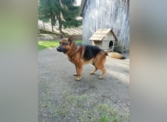 Sancho: Sucht ein erfahrenes Zuhause
