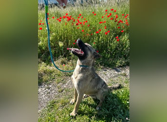 Ninjo: Fröhlicher Jungspund sucht Familie