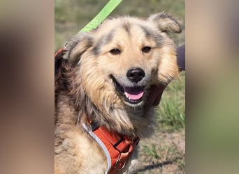 ❤️ Dex, Traumhund sucht Traumzuhause