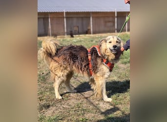 ❤️ Dex, Traumhund sucht Traumzuhause