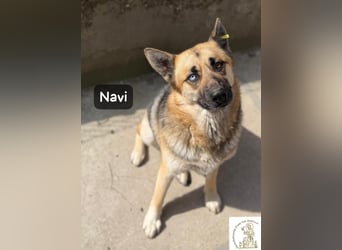 Navi – stark, sensibel, besonders – sucht ihr Gegenstück!