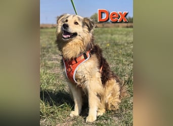 ❤️ Dex, Traumhund sucht Traumzuhause