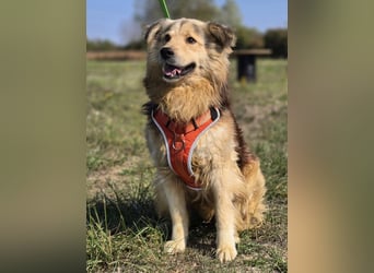 ❤️ Dex, Traumhund sucht Traumzuhause