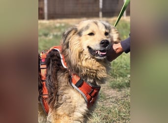 ❤️ Dex, Traumhund sucht Traumzuhause