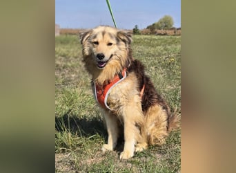 ❤️ Dex, Traumhund sucht Traumzuhause