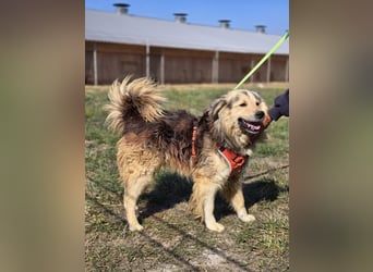 ❤️ Dex, Traumhund sucht Traumzuhause