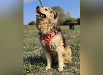 ❤️ Dex, Traumhund sucht Traumzuhause