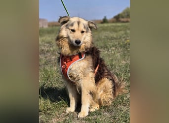 ❤️ Dex, Traumhund sucht Traumzuhause