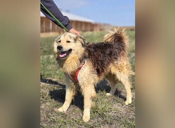 ❤️ Dex, Traumhund sucht Traumzuhause