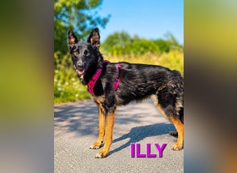 ILLY ❤️ kluge Schönheit