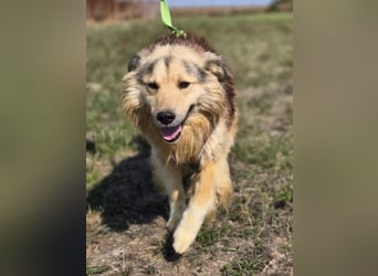 ❤️ Dex, Traumhund sucht Traumzuhause
