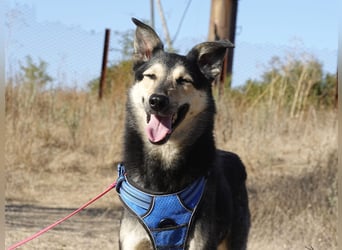 Chappy sucht seine Menschen