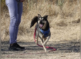 Chappy sucht seine Menschen