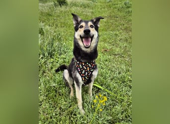 Chappy sucht seine Menschen