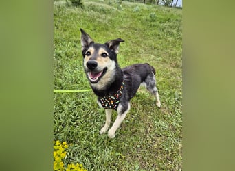 Chappy sucht seine Menschen