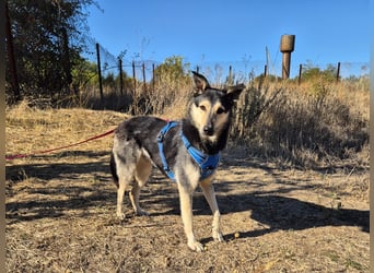 Chappy sucht seine Menschen