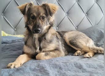 Schüchterne Suki sucht Zuhause als Zweithund