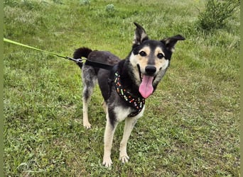 Chappy sucht seine Menschen