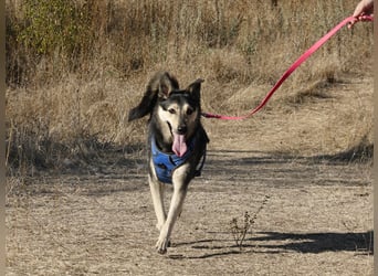 Chappy sucht seine Menschen