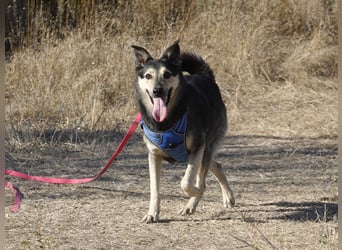 Chappy sucht seine Menschen