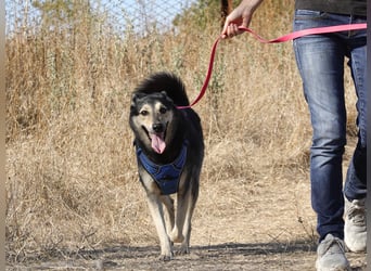 Chappy sucht seine Menschen