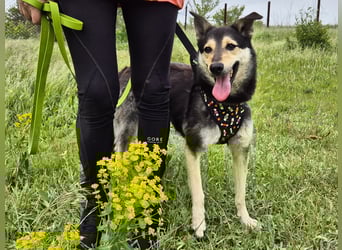 Chappy sucht seine Menschen