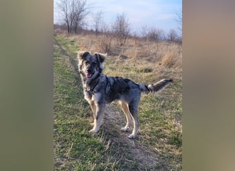 Schüchterne Suki sucht Zuhause als Zweithund