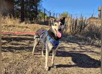 Chappy sucht seine Menschen