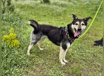 Chappy sucht seine Menschen