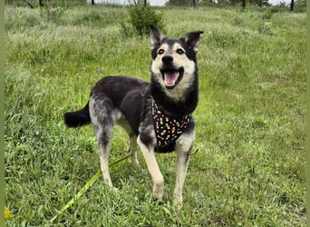 Chappy sucht seine Menschen