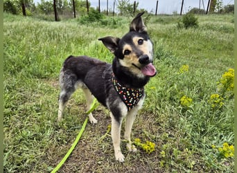 Chappy sucht seine Menschen