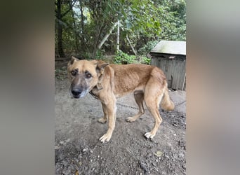 Füles wartet auf sein Für-immer-Zuhause