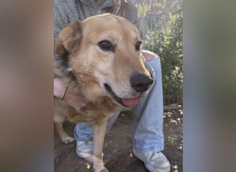 Jago ist etwas ganz Besonderes und sucht dich