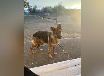 Tara - wer schenkt ihr eine Zukunft?