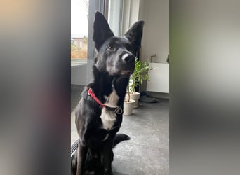 COOPER ❤️ sensibler Schäferhund, Pflegefamilie Köln