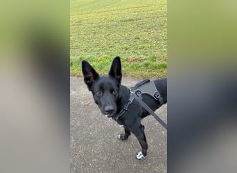 COOPER ❤️ sensibler Schäferhund, Pflegefamilie Köln
