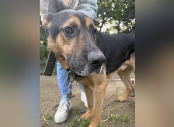 Rexi wartet auf ein Leben voller Liebe