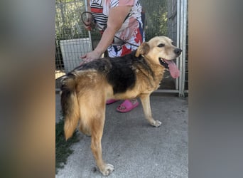 Jago - Pures Glück auf 3 Beinen