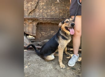 Jankó sucht das Abenteuer