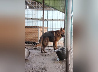 Notfell JACK, lieber Schäfi, Rüde, ca. 7 Jahre, ca. 60cm, Tierschutz Rumänien