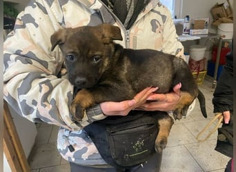 Valentino  sucht Liebe und Geborgenheit