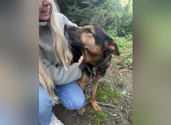 Rexi wartet auf ein Leben voller Liebe