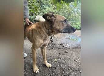 Füles sucht einen Wegbegleiter