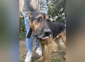 Rexi wartet auf ein Leben voller Liebe