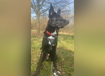 COOPER ❤️ sensibler Schäferhund, Pflegefamilie Köln
