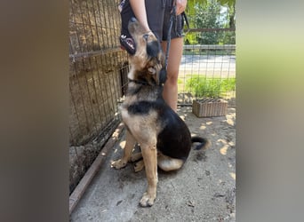 Jankó sucht das Abenteuer