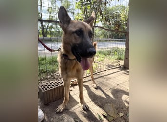 Missy - Wunderschöne Hündin zum verlieben