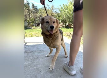 Jago ist etwas ganz Besonderes und sucht dich